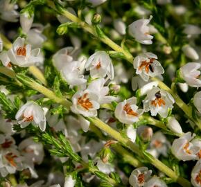 Vřes obecný 'Josefine' - Calluna vulgaris 'Josefine'