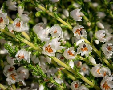 Vřes obecný 'Josefine'