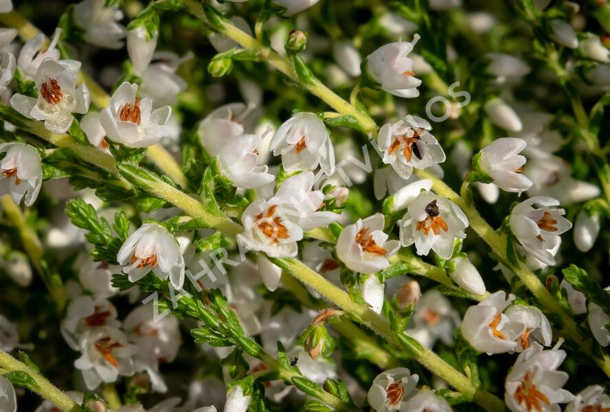 Vřes obecný 'Josefine' - Calluna vulgaris 'Josefine'