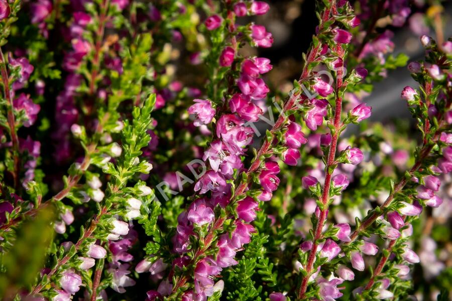 Vřes obecný 'Eckart Miessner' - Calluna vulgaris 'Eckart Miessner'