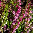 Vřes obecný 'Eckart Miessner' - Calluna vulgaris 'Eckart Miessner'