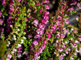 Vřes obecný 'Eckart Miessner' - Calluna vulgaris 'Eckart Miessner'