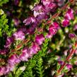 Vřes obecný 'Eckart Miessner' - Calluna vulgaris 'Eckart Miessner'