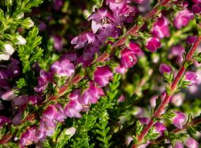 Vřes obecný 'Eckart Miessner' - Calluna vulgaris 'Eckart Miessner'