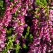 Vřes obecný 'Eckart Miessner' - Calluna vulgaris 'Eckart Miessner'