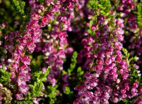 Vřes obecný 'Eckart Miessner' - Calluna vulgaris 'Eckart Miessner'