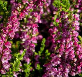 Vřes obecný 'Eckart Miessner' - Calluna vulgaris 'Eckart Miessner'
