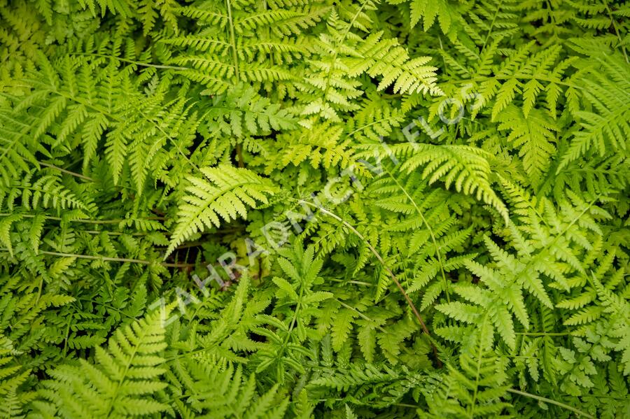 Papratka samičí 'Rotstiel Grandiceps' - Athyrium filix-femina 'Rotstiel Grandiceps'