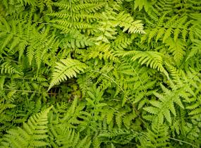 Papratka samičí 'Rotstiel Grandiceps' - Athyrium filix-femina 'Rotstiel Grandiceps'