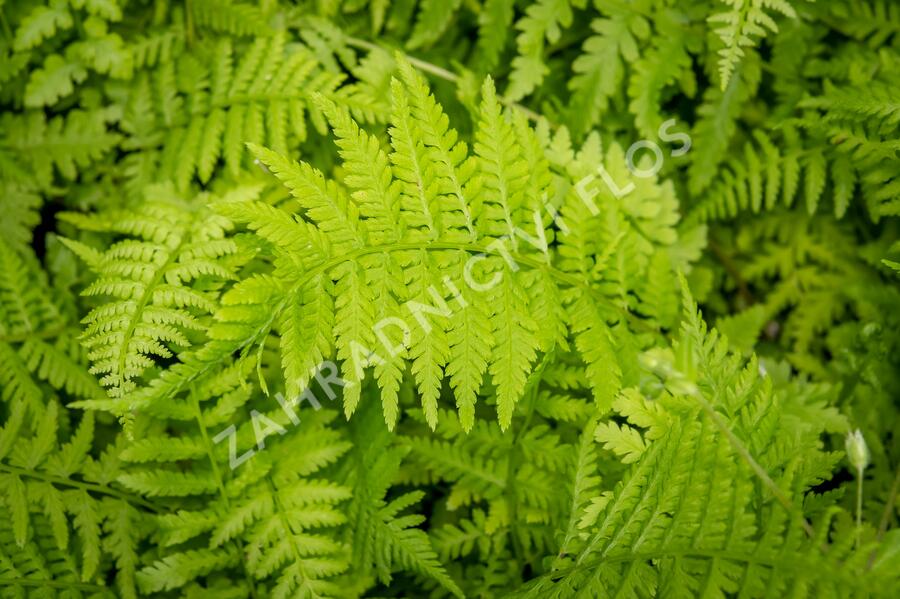 Papratka samičí 'Rotstiel Grandiceps' - Athyrium filix-femina 'Rotstiel Grandiceps'