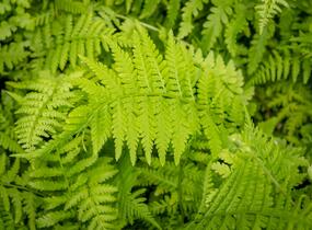 Papratka samičí 'Rotstiel Grandiceps' - Athyrium filix-femina 'Rotstiel Grandiceps'