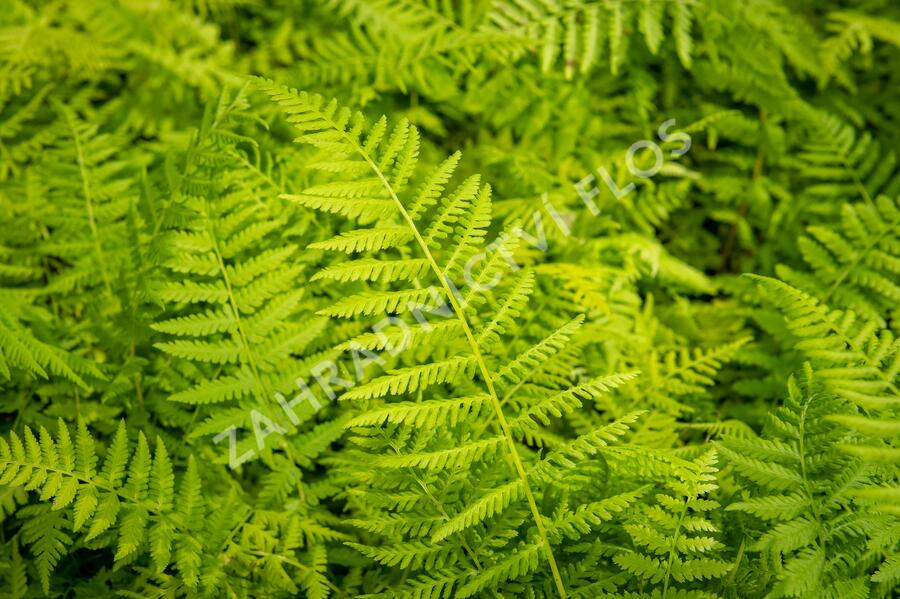 Papratka samičí 'Rotstiel Grandiceps' - Athyrium filix-femina 'Rotstiel Grandiceps'