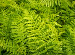 Papratka samičí 'Rotstiel Grandiceps' - Athyrium filix-femina 'Rotstiel Grandiceps'