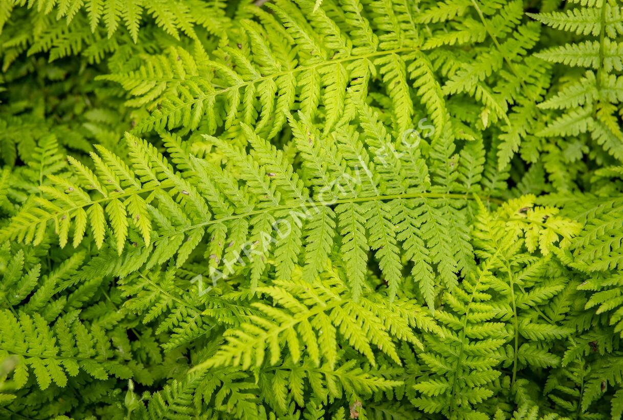 Papratka samičí 'Rotstiel Grandiceps' - Athyrium filix-femina 'Rotstiel Grandiceps'