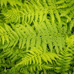 Papratka samičí 'Rotstiel Grandiceps' - Athyrium filix-femina 'Rotstiel Grandiceps'