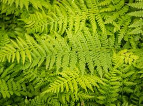 Papratka samičí 'Rotstiel Grandiceps' - Athyrium filix-femina 'Rotstiel Grandiceps'