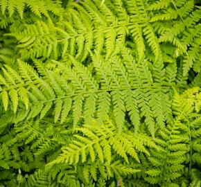 Papratka samičí 'Rotstiel Grandiceps' - Athyrium filix-femina 'Rotstiel Grandiceps'