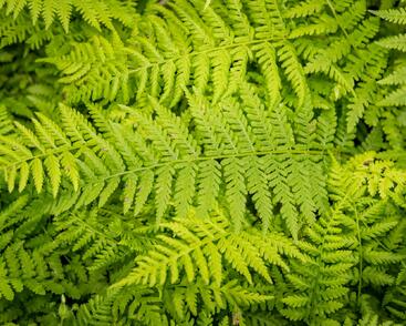 Papratka samičí 'Rotstiel Grandiceps'