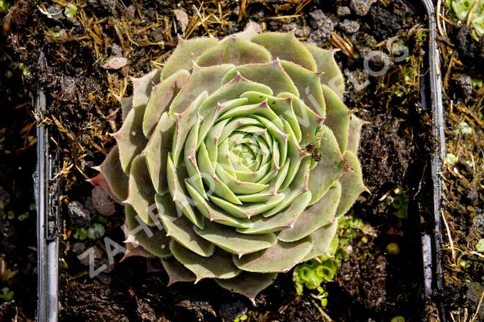 Netřesk 'New Rose' - Sempervivum 'New Rose'