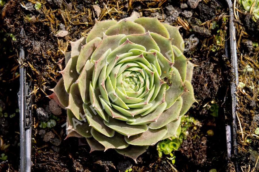 Netřesk 'New Rose' - Sempervivum 'New Rose'