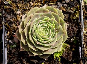 Netřesk 'New Rose' - Sempervivum 'New Rose'