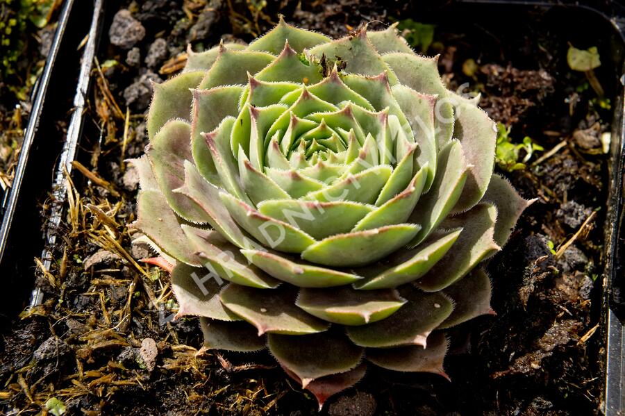 Netřesk 'New Rose' - Sempervivum 'New Rose'