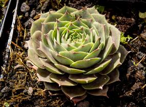 Netřesk 'New Rose' - Sempervivum 'New Rose'