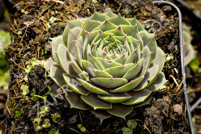 Netřesk 'New Rose' - Sempervivum 'New Rose'