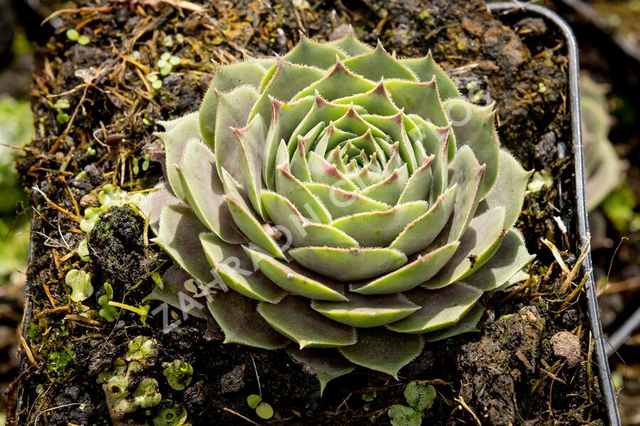 Netřesk 'New Rose' - Sempervivum 'New Rose'