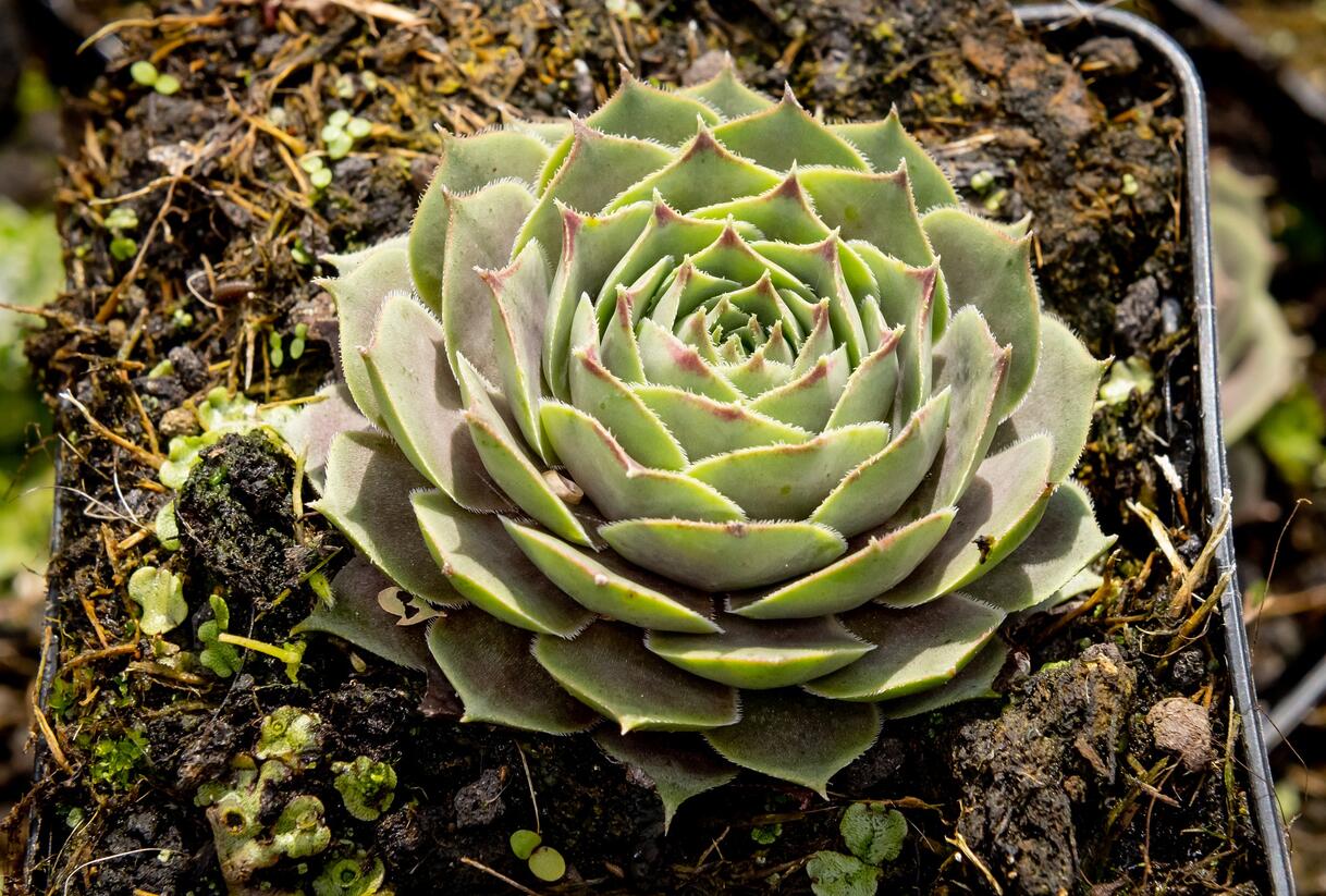 Netřesk 'New Rose' - Sempervivum 'New Rose'