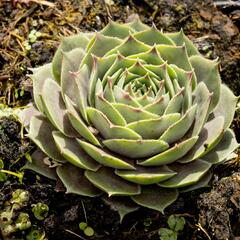 Netřesk 'New Rose' - Sempervivum 'New Rose'