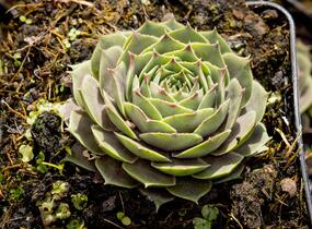 Netřesk 'New Rose' - Sempervivum 'New Rose'