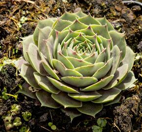 Netřesk 'New Rose' - Sempervivum 'New Rose'