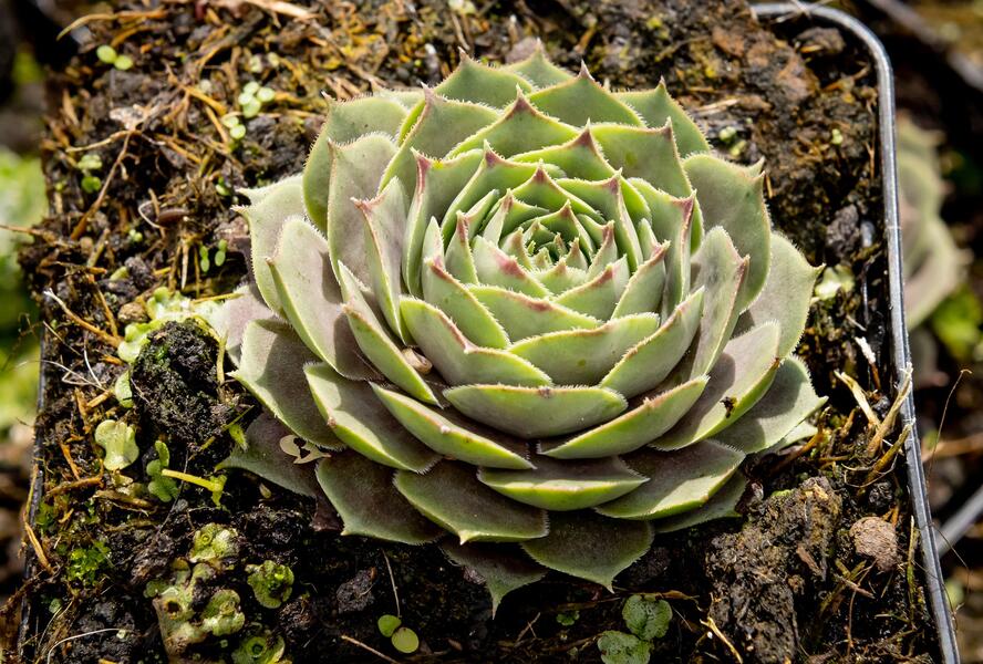 Netřesk 'New Rose' - Sempervivum 'New Rose'