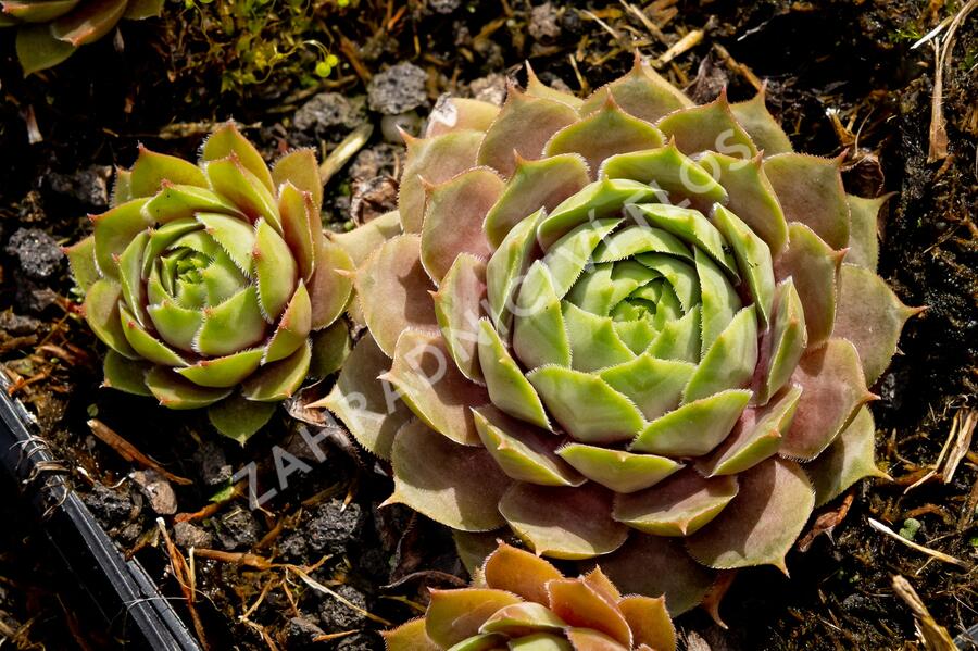 Netřesk 'Othello' - Sempervivum 'Othello'