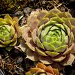 Netřesk 'Othello' - Sempervivum 'Othello'