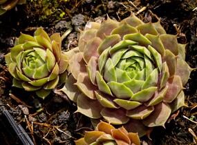 Netřesk 'Othello' - Sempervivum 'Othello'