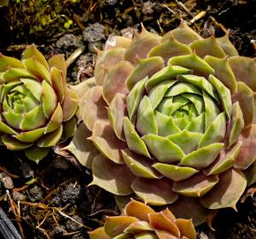 Netřesk 'Othello' - Sempervivum 'Othello'