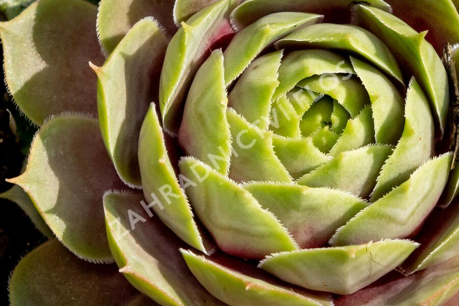 Netřesk 'Othello' - Sempervivum 'Othello'