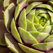 Netřesk 'Othello' - Sempervivum 'Othello'