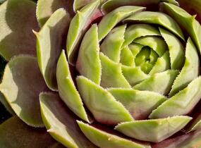 Netřesk 'Othello' - Sempervivum 'Othello'