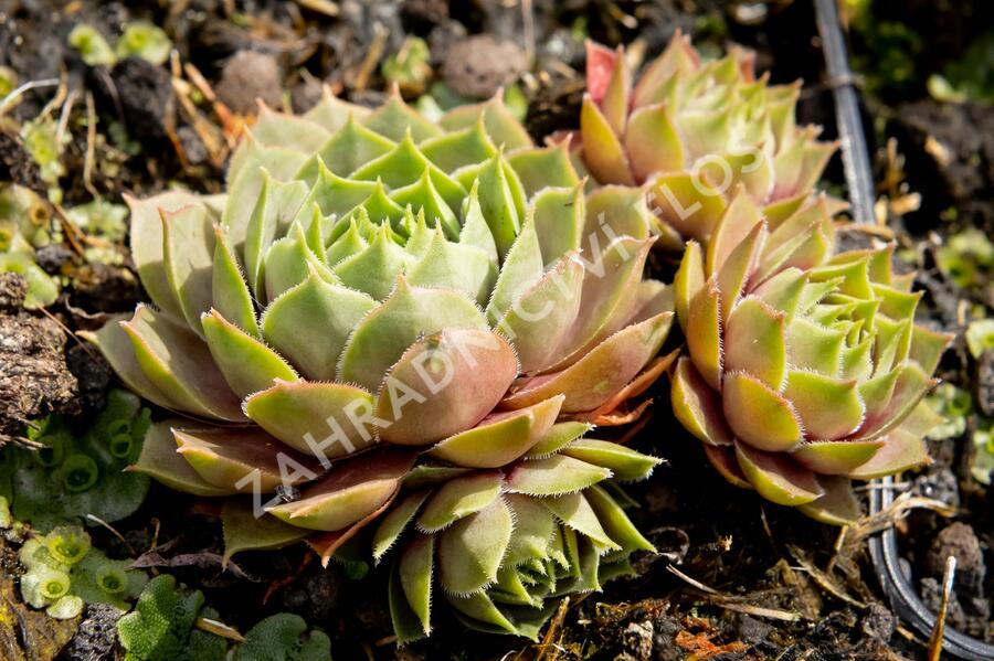 Netřesk 'Othello' - Sempervivum 'Othello'