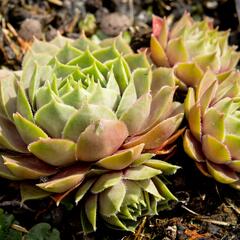 Netřesk 'Othello' - Sempervivum 'Othello'