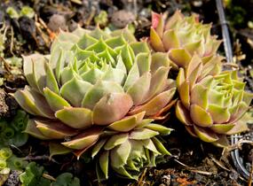 Netřesk 'Othello' - Sempervivum 'Othello'