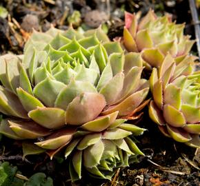 Netřesk 'Othello' - Sempervivum 'Othello'