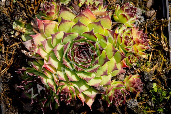 Netřesk 'Noar' - Sempervivum 'Noar'