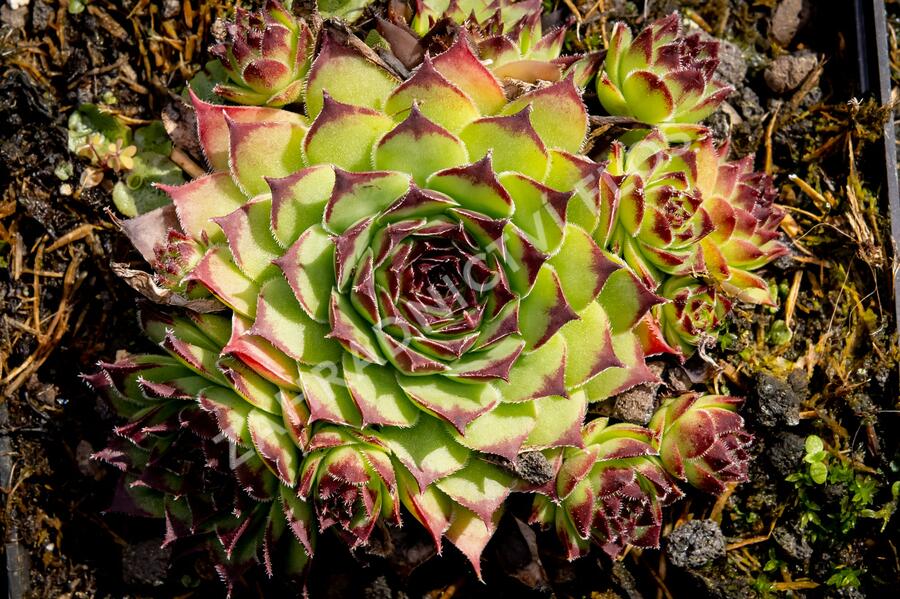 Netřesk 'Noar' - Sempervivum 'Noar'