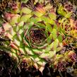 Netřesk 'Noar' - Sempervivum 'Noar'