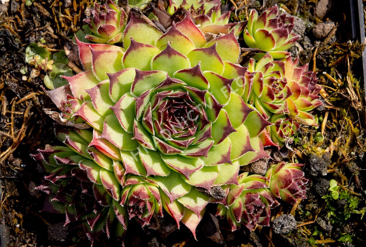 Netřesk 'Noar' - Sempervivum 'Noar'