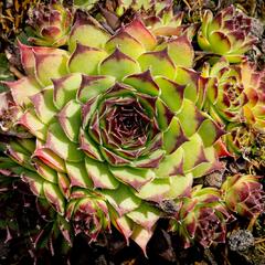 Netřesk 'Noar' - Sempervivum 'Noar'